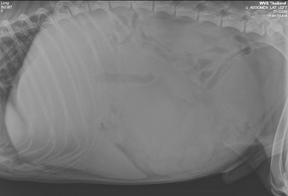 Long: histiocytoma and splenomegaly
