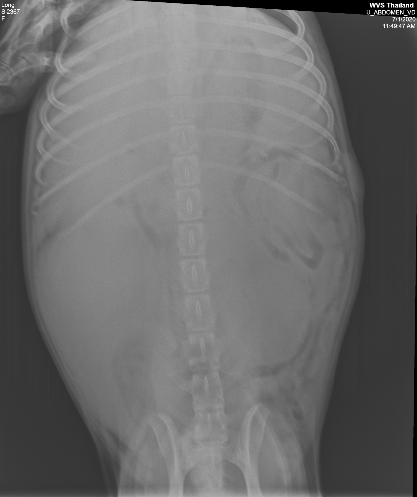 Long: histiocytoma and splenomegaly