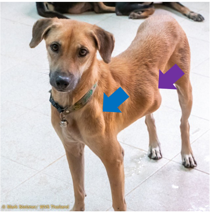 Long: histiocytoma and splenomegaly