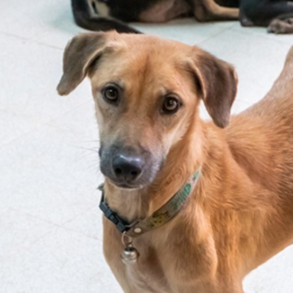 Long: histiocytoma and splenomegaly