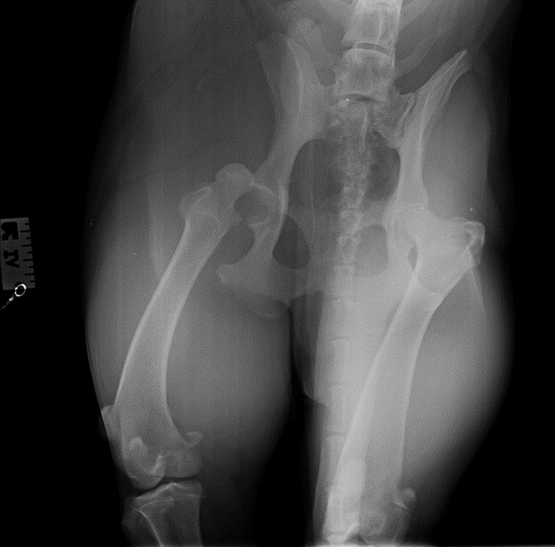 Figure 2  Dorsoventral radiograph showing cranial dorsal luxation on the right side