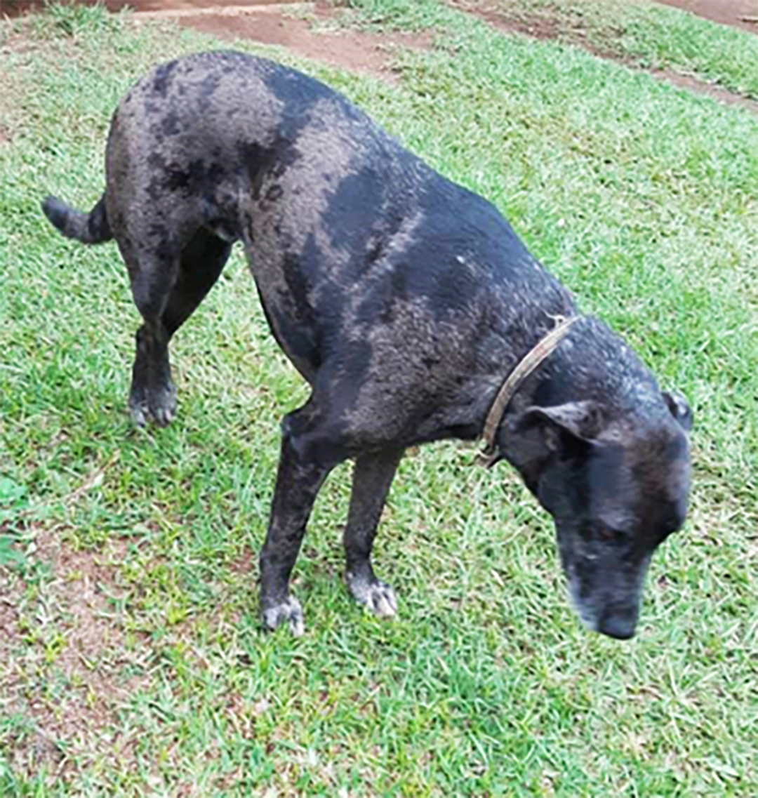 Figure 1 Lameness - an inward curvature of the entire limb with the stifle pointing outward