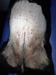 Complete closure of the surgical site using intradermal suture pattern for the skin