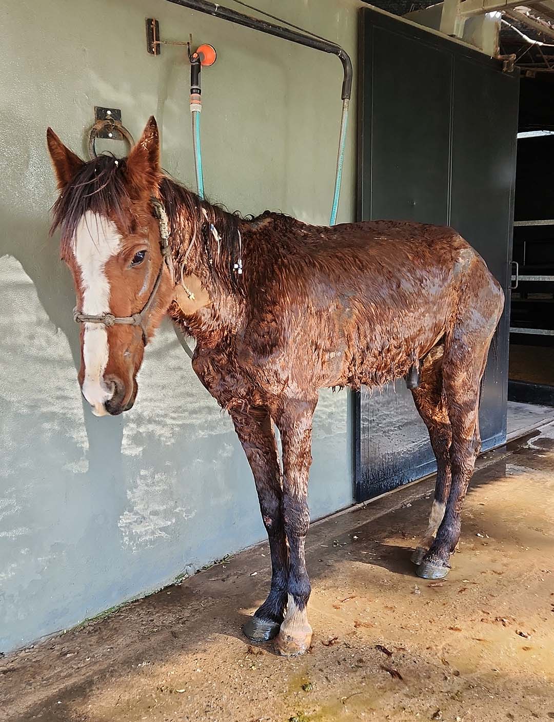 Figure 6 Sorgo was eventually able to support himself while standing