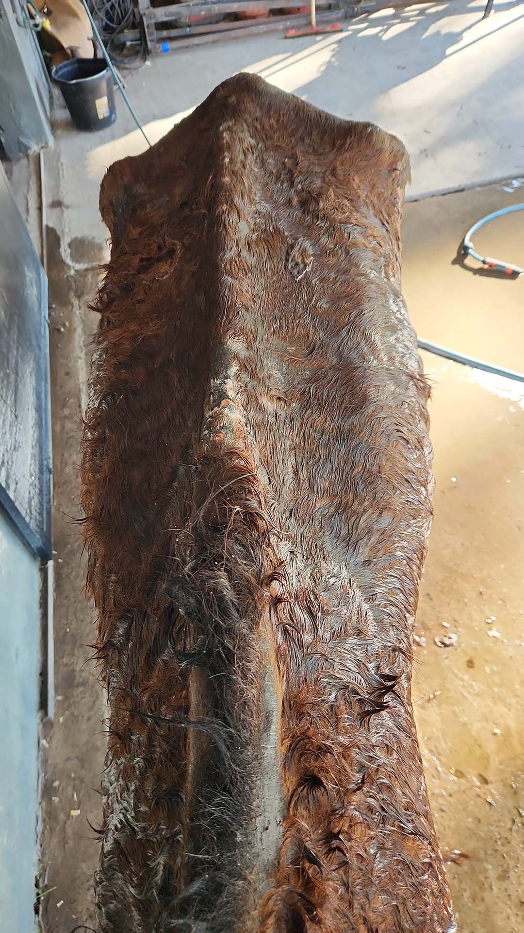 Figure 2 Dorsal view of Sorgo showing severe loss of body condition