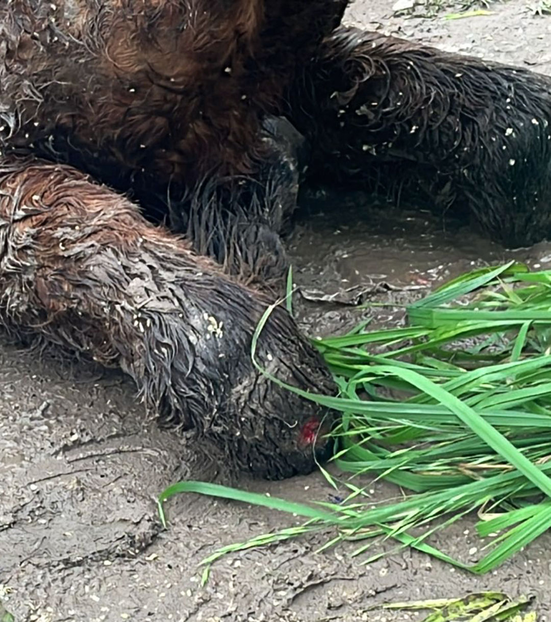 Figure 3 An open sore on the front right leg