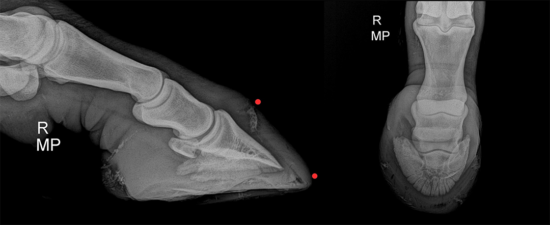 Figure 4 Radiograph of right fore showing damage (orange dots, left) in the toe and coronary band (right) following a nail puncture