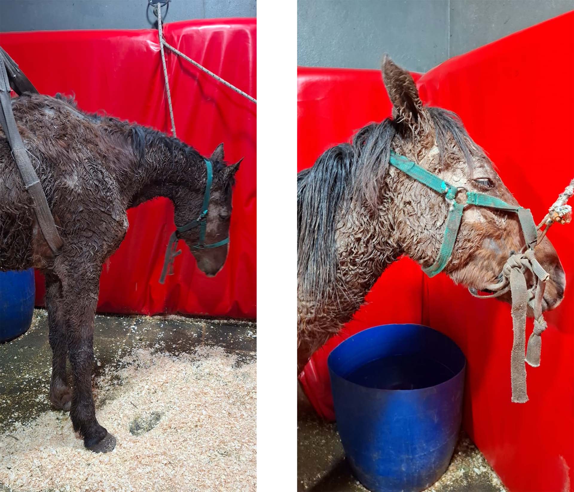 Figure 5 Sorgo supported in a sling with soft mats around to prevent injury