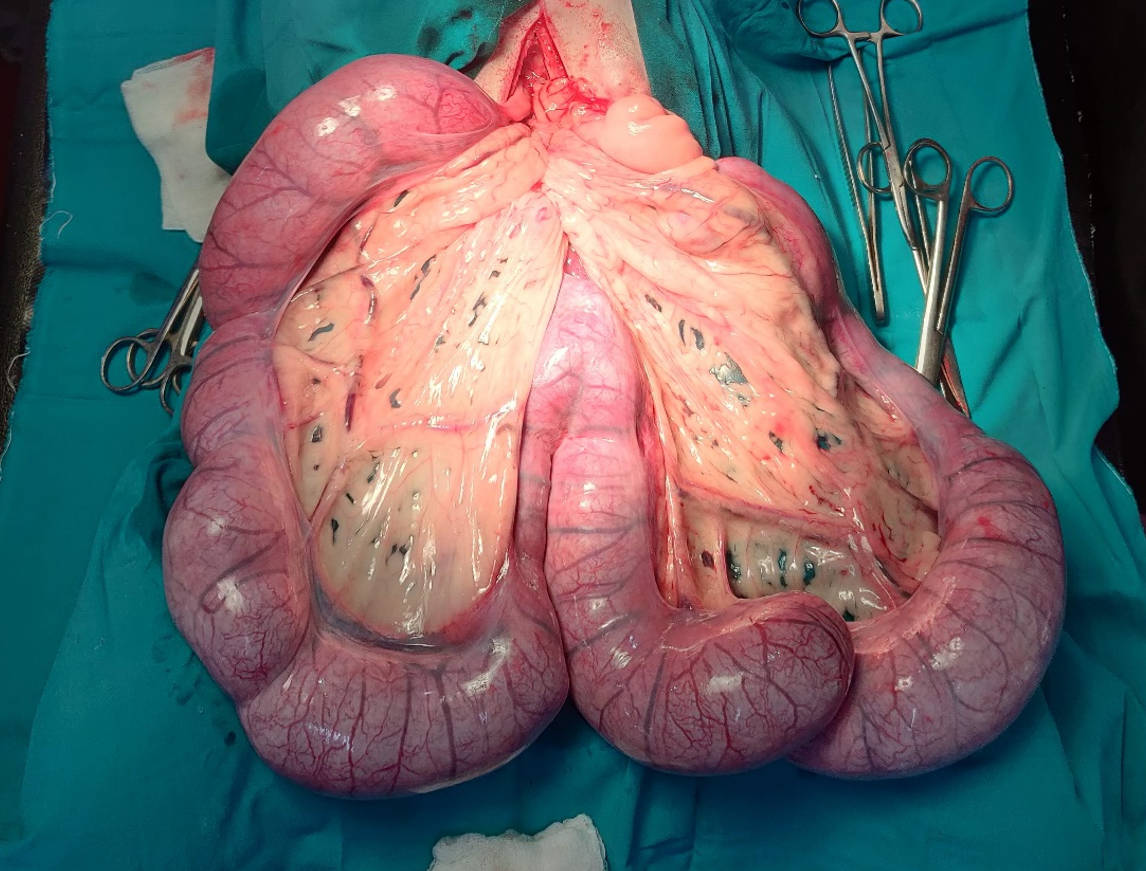 Ovariohysterectomy versus Ovariectomy - which technique should I use?