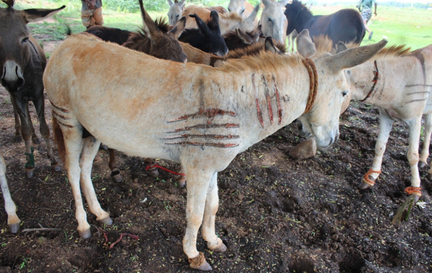 Figure 1: An example of hot branding wounds