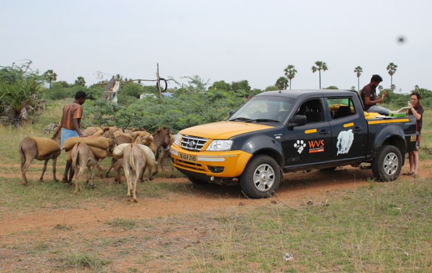 Figure 2: A WVS field clinic for working equines