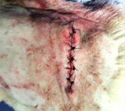 Delayed primary closure