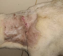 Delayed primary closure